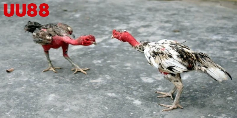 3 cách bổ sung canxi cho chiến kê hiệu quả nhất