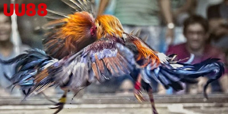 Cách thức hoạt động của một trận đấu