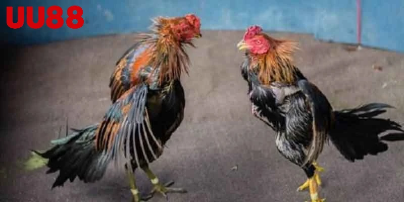 Đá gà cựa sắt hấp dẫn